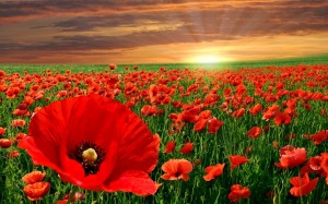 Poppys2