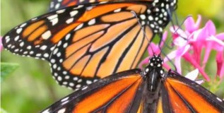 ECOLOGY: Butterflies in Edmonton, explained