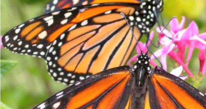 ECOLOGY: Butterflies in Edmonton, explained