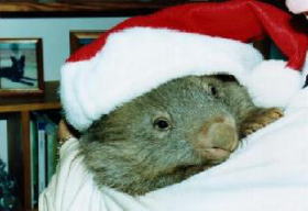 Christmas Wombat GigCity Edmonton